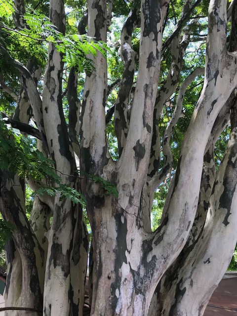 Eucalypus Tree, Australia
